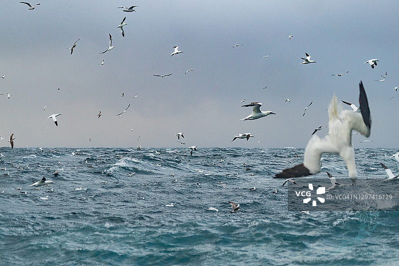 北方塘鹅的俯冲式捕食行为图片素材