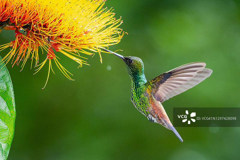 一只铜腰蜂鸟正在康布雷图（猴刷）花上觅食，背景是绿色的图片素材