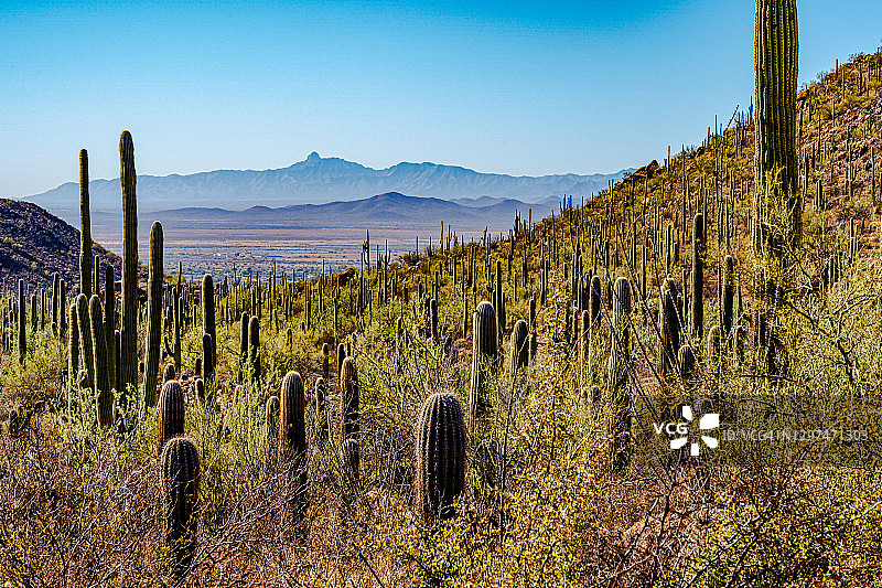 山坡上的年轻巨人柱图片素材
