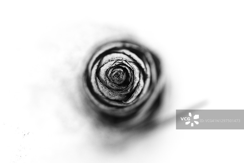 雪地里的松果，加拿大艾伯塔省弓河谷图片素材