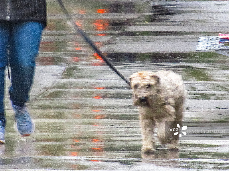 暴雨中牵着遛的狗图片素材