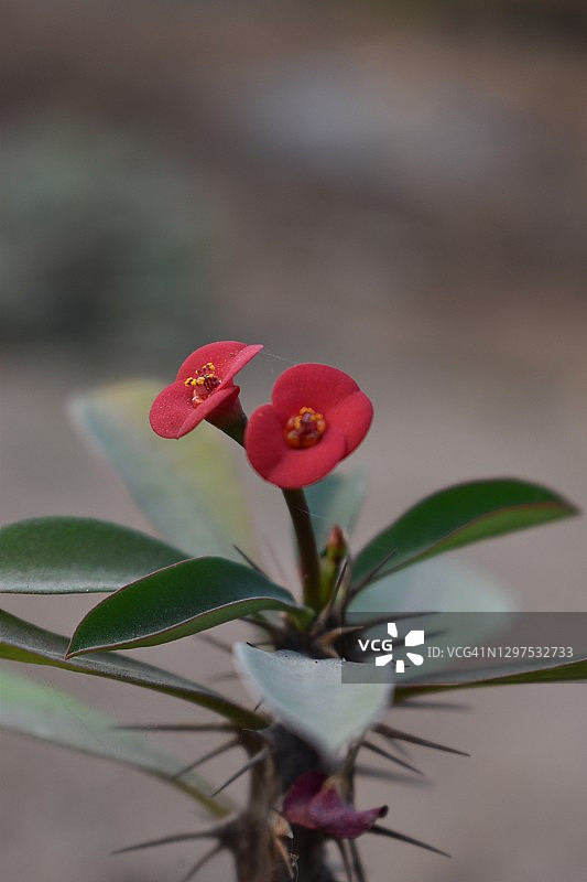 大戟属植物图片素材