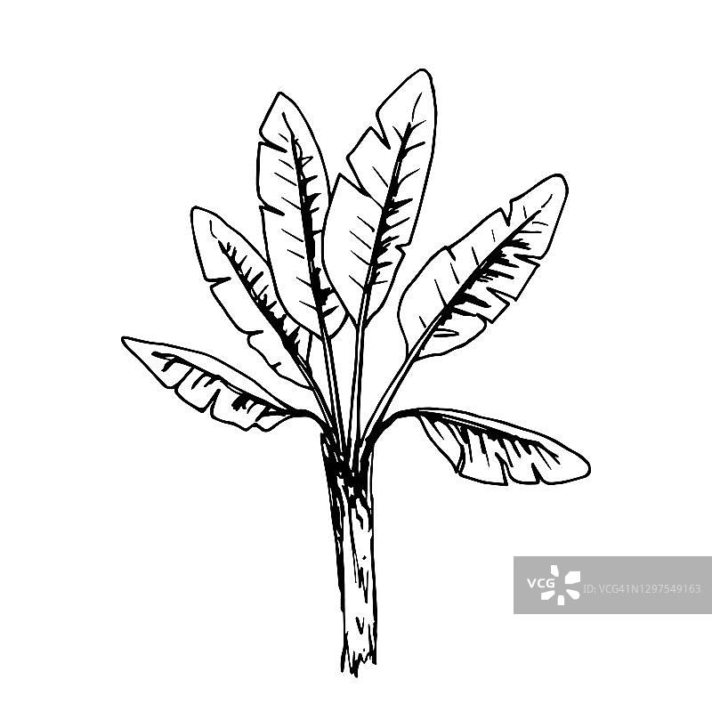 手绘黑色轮廓简约矢量速写：白色背景下的香蕉树、叶子、树干和热带棕榈树，适用于印刷、贴纸和标签。图片素材