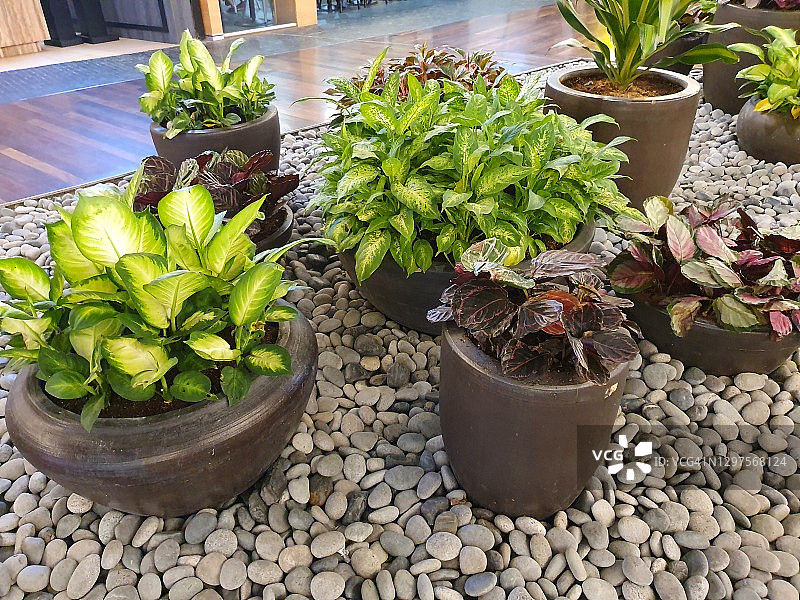 盆栽中的室内植物，如花叶万年青和竹芋图片素材