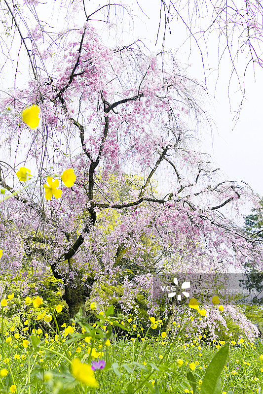 垂枝樱花树图片素材