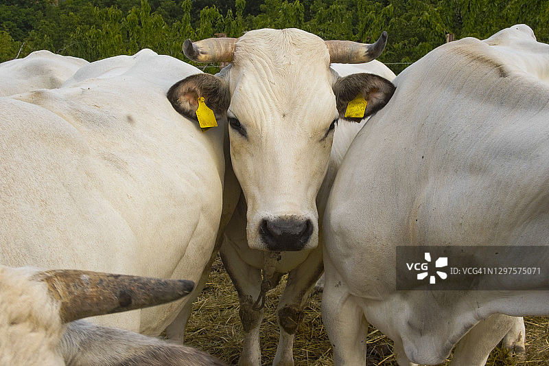 牛肉放牧图片素材