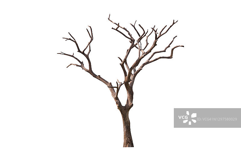 光秃秃的树，白色背景上的枯树图片素材