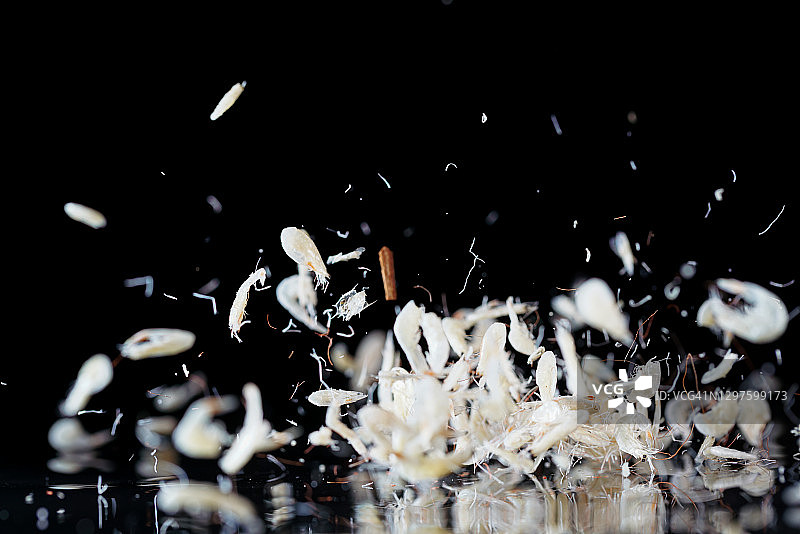 黑色背景中飞舞的小虾米图片素材