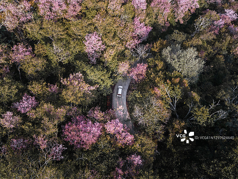 一辆汽车行驶在通往富吉发森林公园的道路上，泰国冬季樱花盛开的季节。航拍图片素材