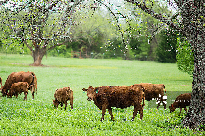 在翠绿的春季牧场上吃草的牛图片素材