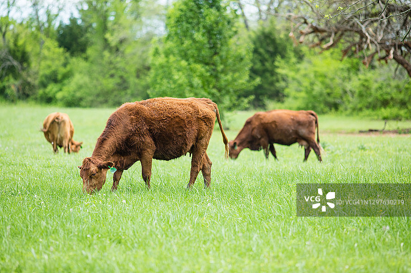 在翠绿的春季牧场上吃草的牛图片素材