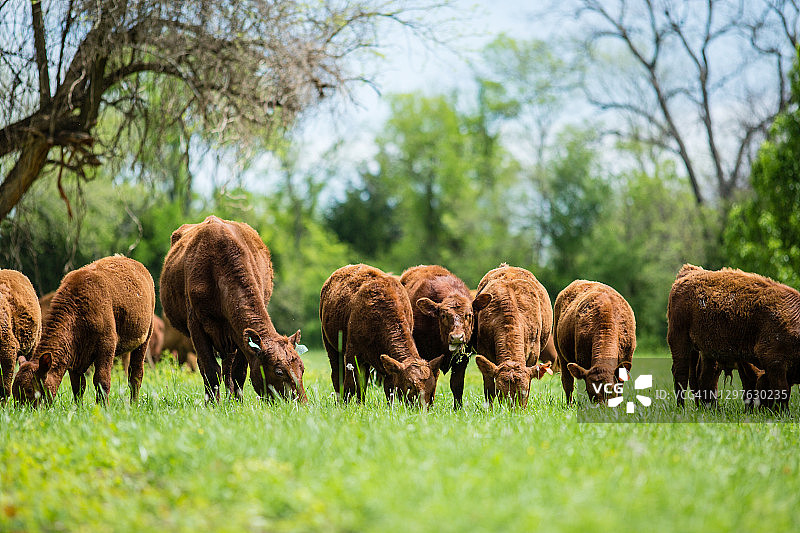 在翠绿的春季牧场上吃草的牛图片素材