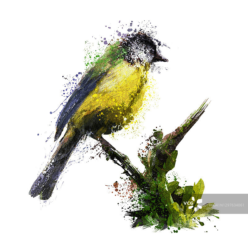 大山雀鸟类插画图片素材