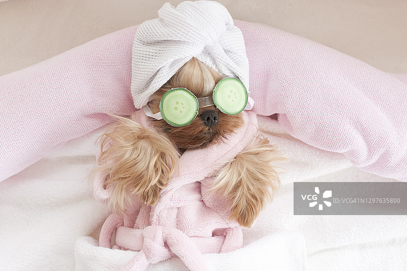 美容院里敷着黄瓜的约克夏犬图片素材