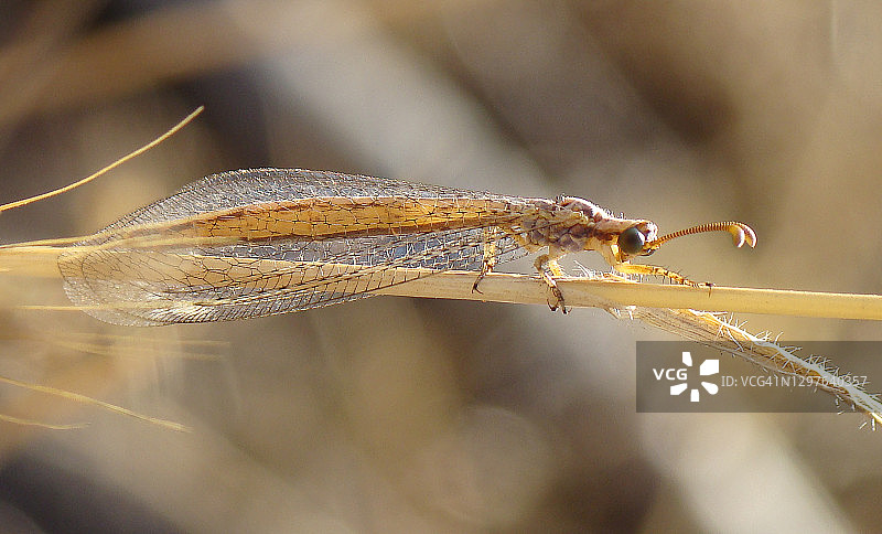 蚁蛉(Macronemurus appendiculatus)图片素材