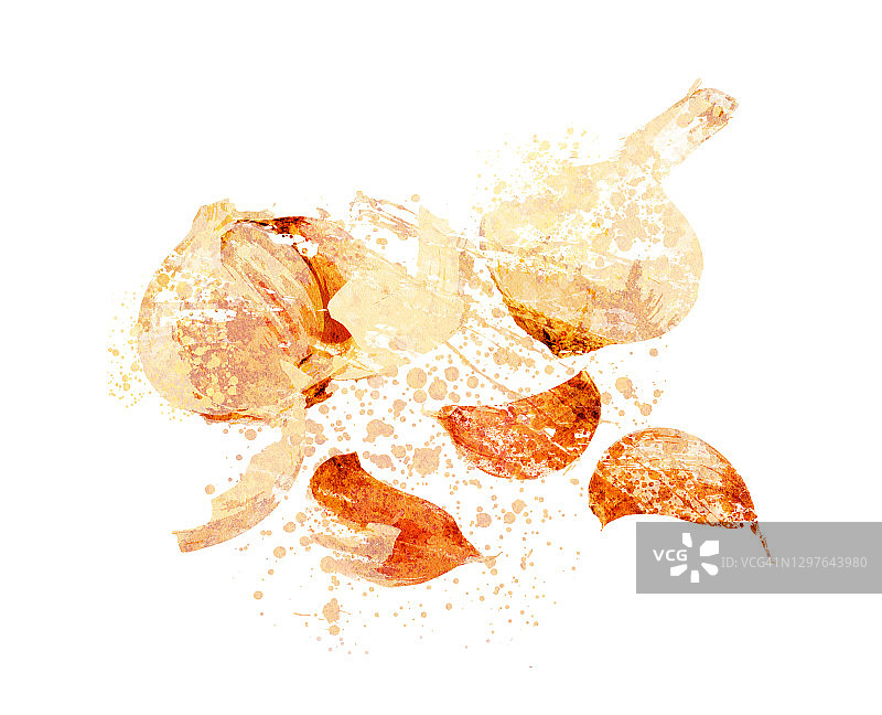 大蒜插画图片素材