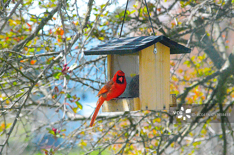在喂鸟器上的北美红雀图片素材