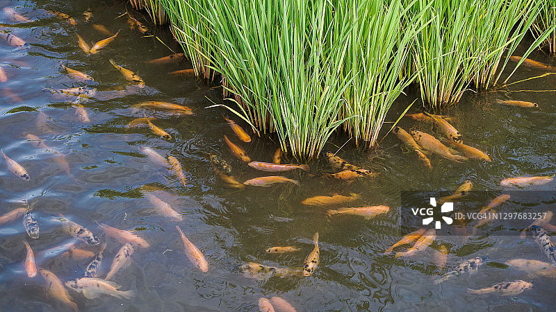 稻田：稻鱼共养图片素材