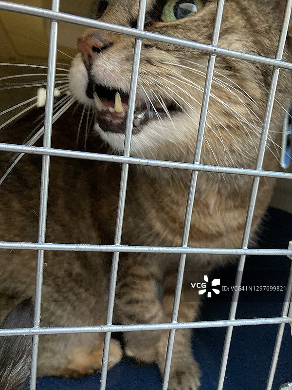 宠物航空箱里的猫图片素材