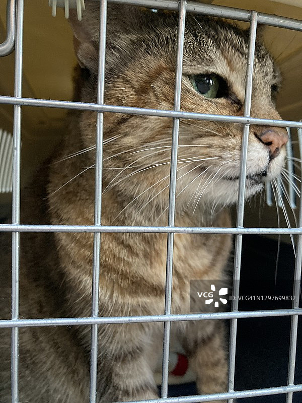 宠物航空箱里的猫图片素材