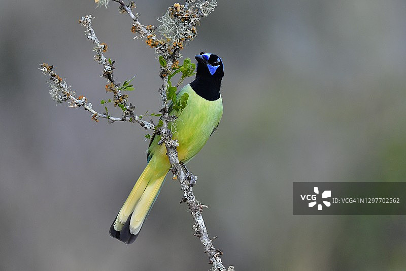 栖息的绿松鸦图片素材
