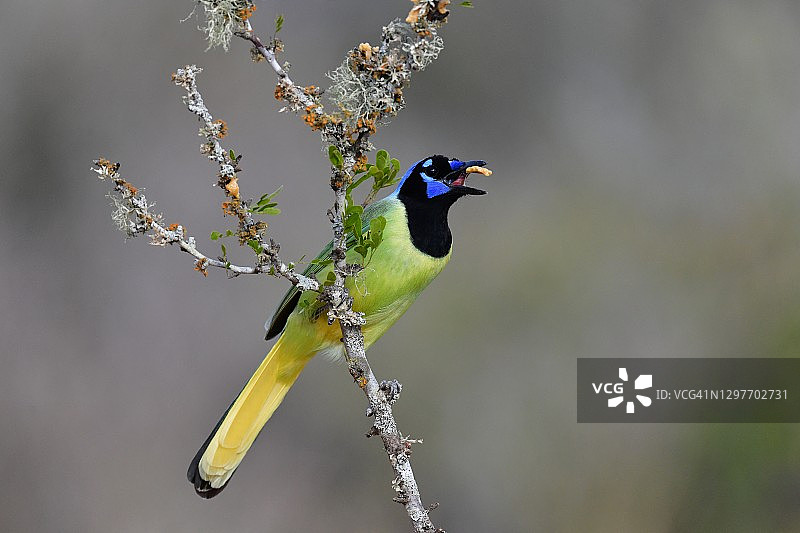 在德克萨斯州南部觅食的绿樫鸟图片素材