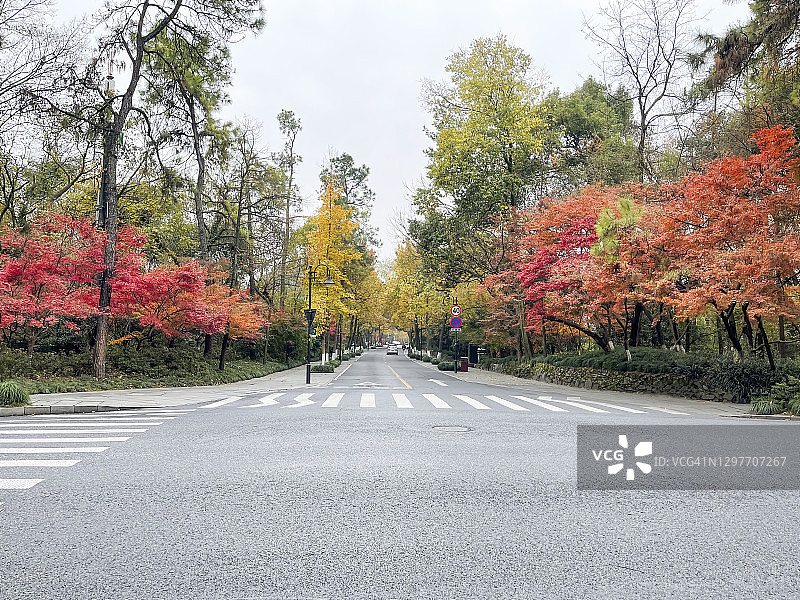 秋天的红色枫叶图片素材