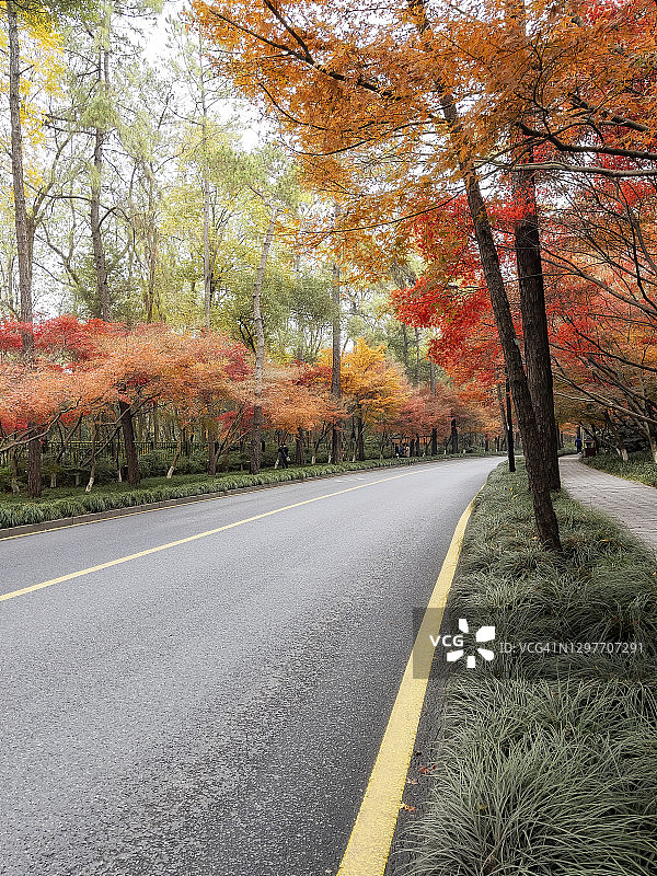 秋天的红色枫叶图片素材