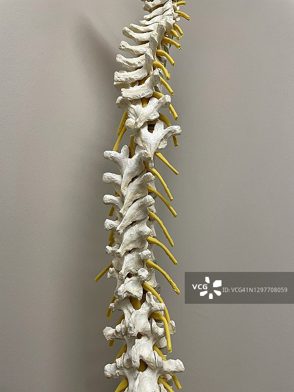 人体脊柱模型图片素材