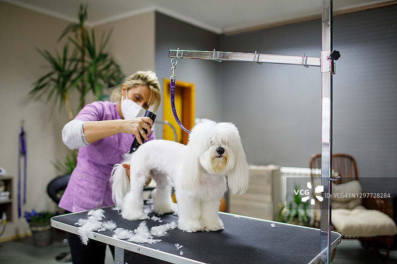 女宠物美容师为马尔济斯犬美容图片素材