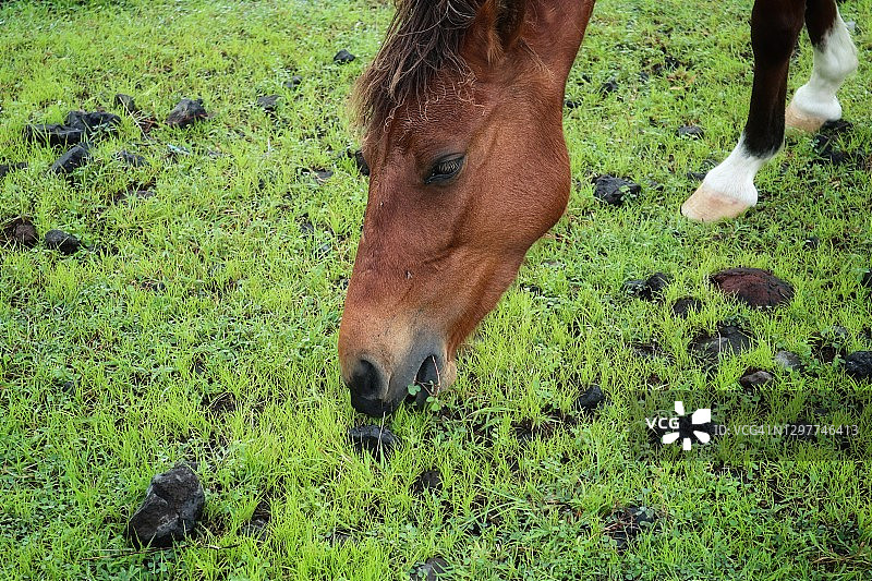 稀树草原上的骏马图片素材