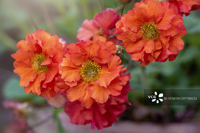 美丽的橙色火焰草“猩红风暴”花特写图片素材