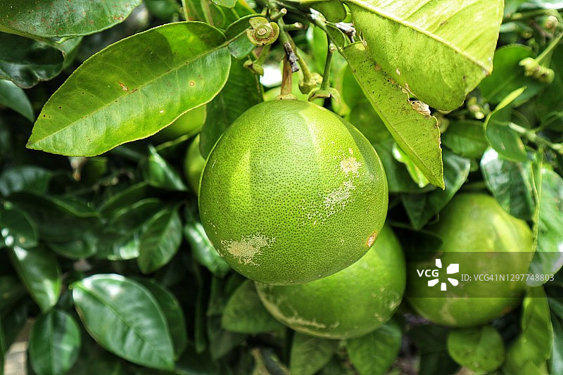 柚子特写镜头图片素材