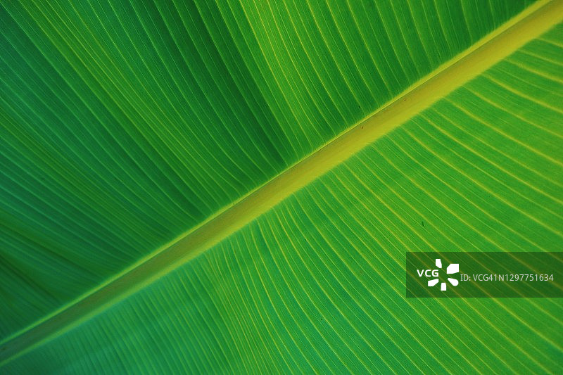 香蕉叶全画幅照片图片素材