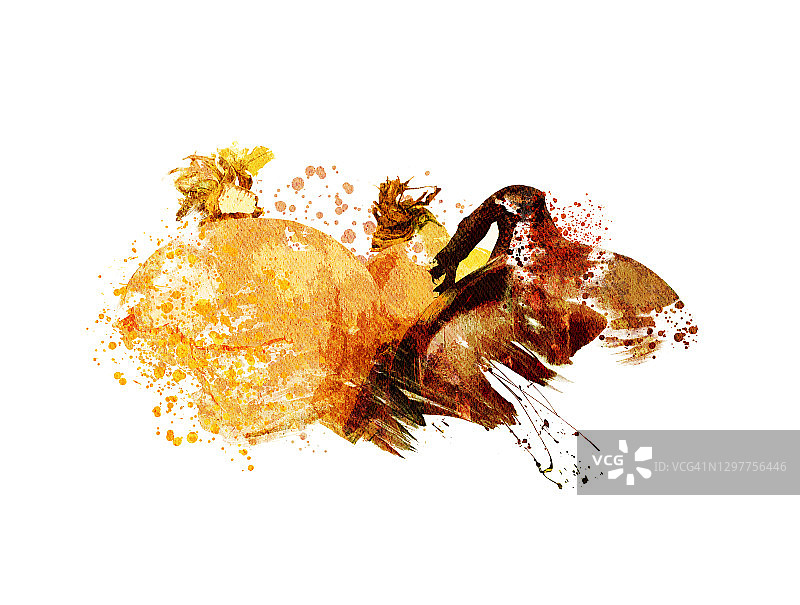 洋葱插画图片素材