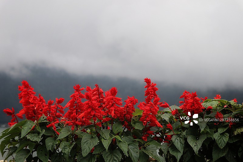 红色花朵的特写镜头图片素材