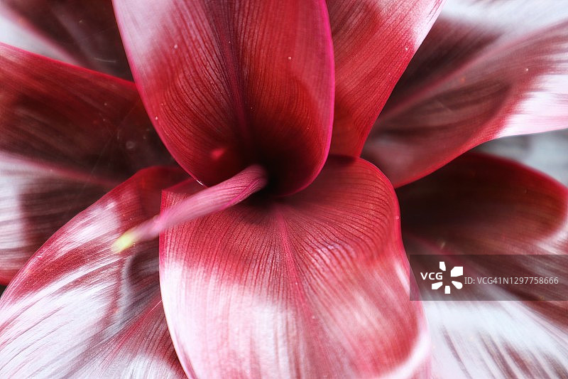 红色花朵的特写镜头图片素材