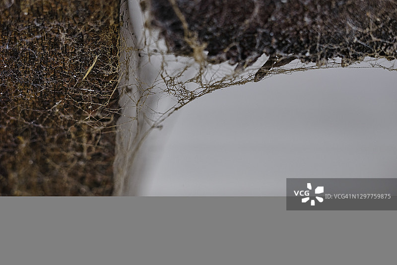 蜘蛛网图片素材