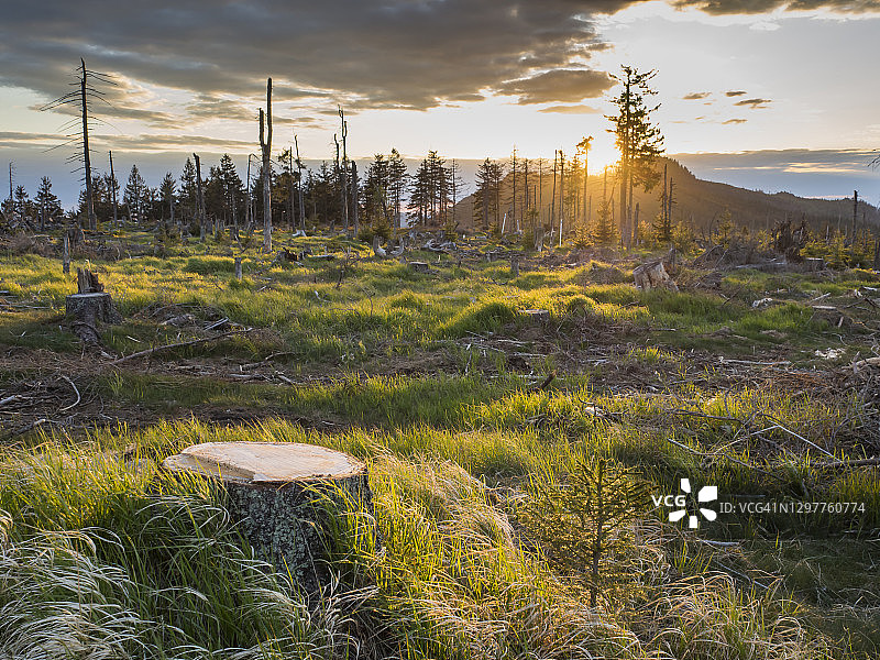 夕阳下的库尼施山脉枯树林图片素材