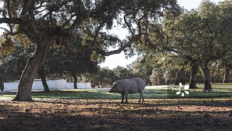 在农场栓皮栎下吃草的伊比利亚猪图片素材