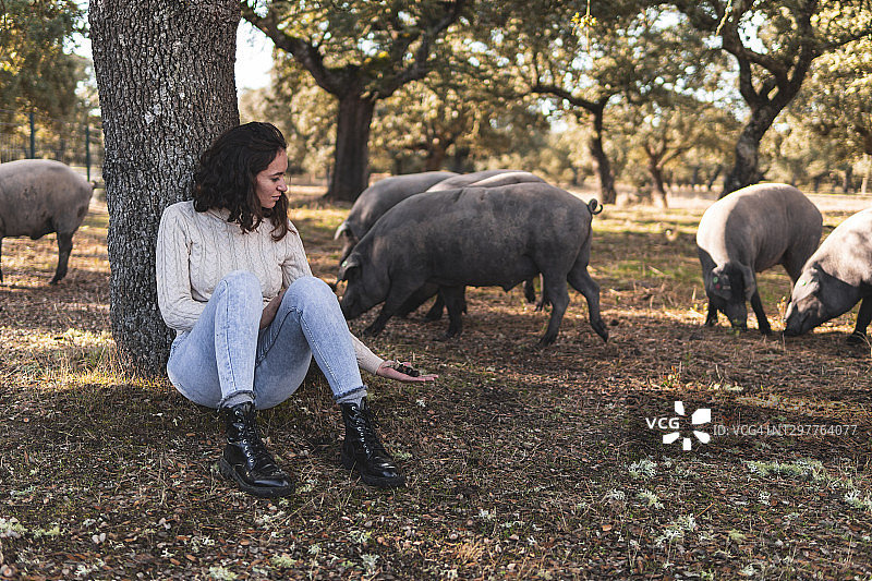 女人在农场向伊比利亚猪展示橡果图片素材