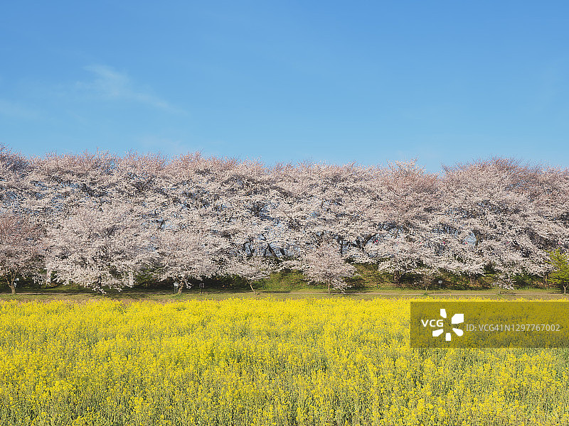 由蓝色天空、樱花和油菜花组成的三色景观照片图片素材