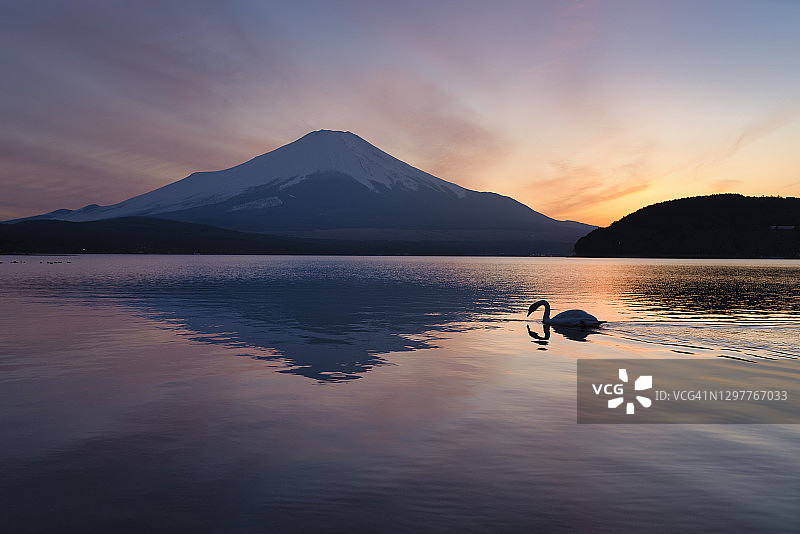 日落时分湖中倒映的富士山和天鹅图片素材