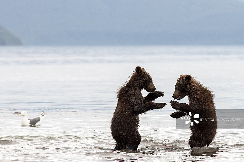 棕熊在堪察加半岛的库页湖图片素材