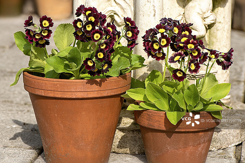 红陶花盆里的欧报春春花。图片素材