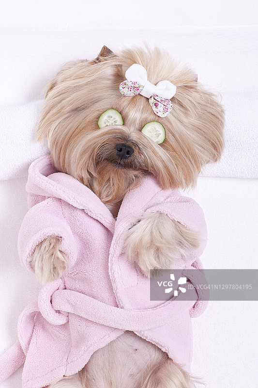 在美容沙龙做水疗的约克夏梗犬，眼睛上敷着黄瓜图片素材