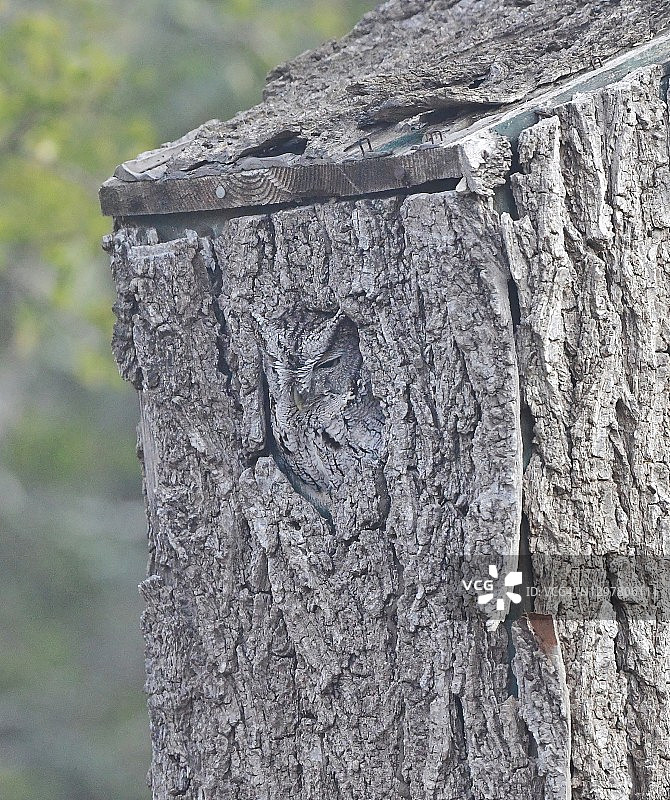 完美伪装的灰色怪鸮图片素材