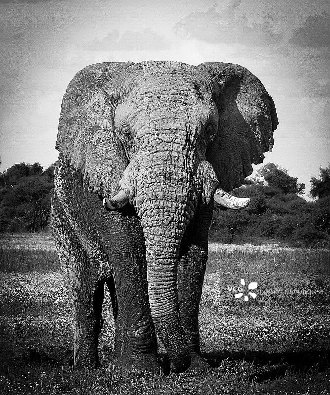 雏菊中的巨人图片素材