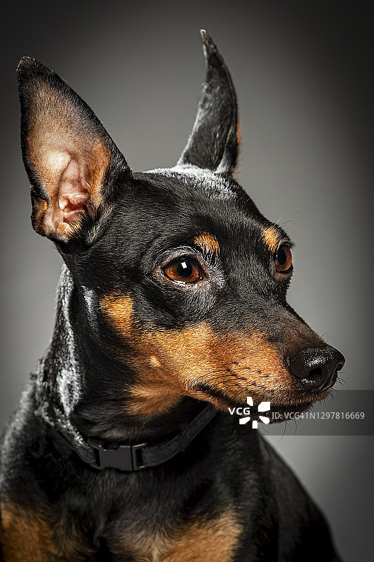 迷你杜宾犬图片素材