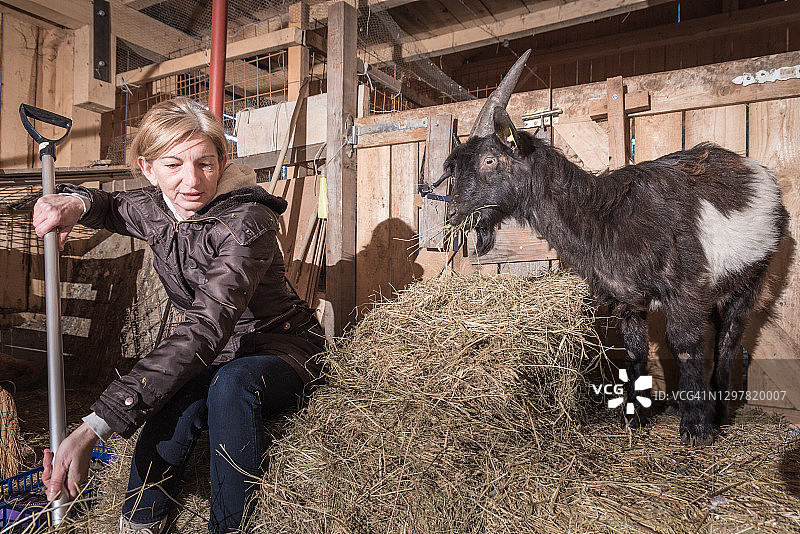 女人在马厩里打扫卫生，和小山羊玩耍，喂它们吃干草图片素材